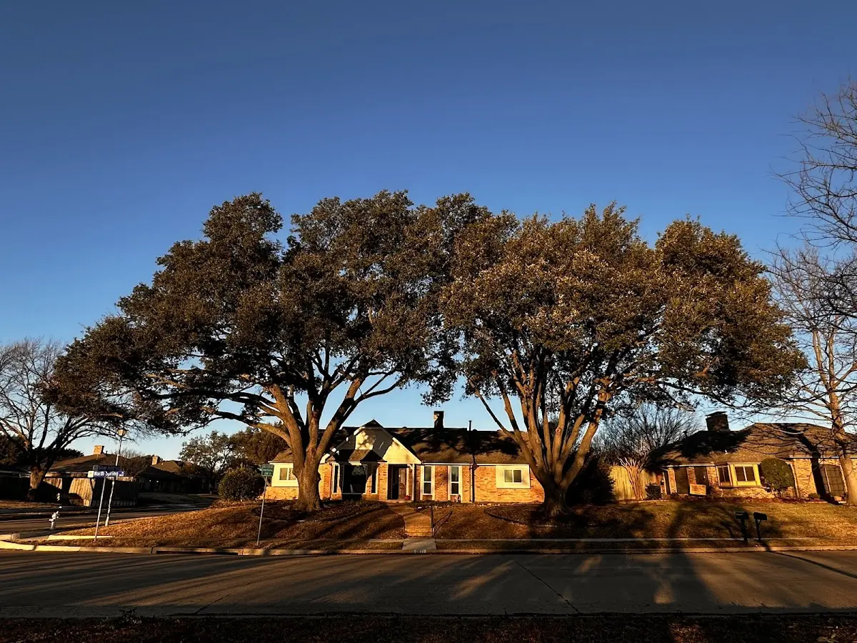 Established residential canopy tree shading a home in Dixon